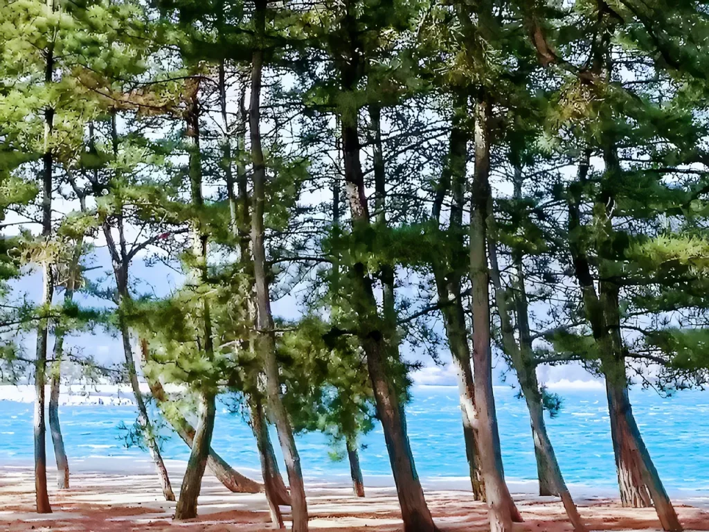 海岸の松